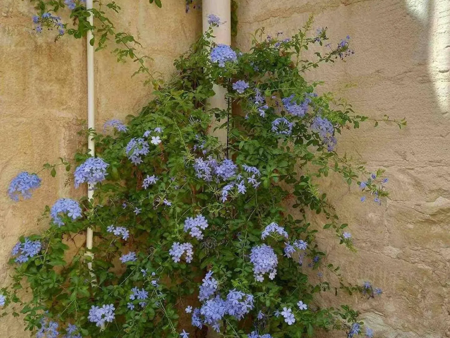 The Gem Farmhouse By Homely Qormi